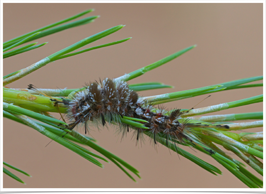 Dasychira manto
Manto Tussock Moth
Bibb County, Alabama